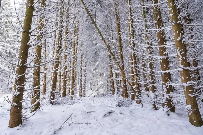 Framed Print : Tree trunks in snow, winter forest