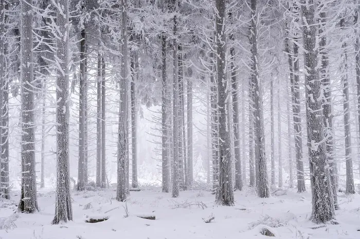 Framed Print : Tree trunks in snow, winter forest Framed Print : Tree trunks in snow, winter forest