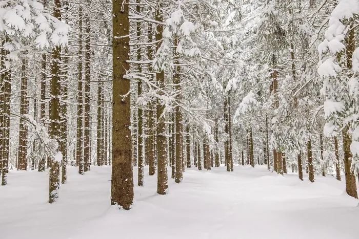 Framed Print : Tree trunks in a spruce forest with snow and frost on a cold winter day Framed Print : Tree trunks in a spruce forest with snow and frost on a cold winter day