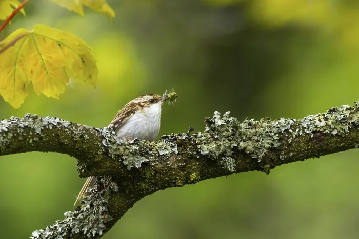 Framed Print : Treecreeper (Certhia familiaris) perched on a tree Framed Print : Treecreeper (Certhia familiaris) perched on a tree