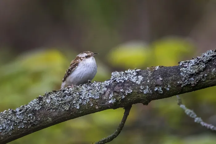 Framed Print : Treecreeper (Certhia familiaris) perched on a tree