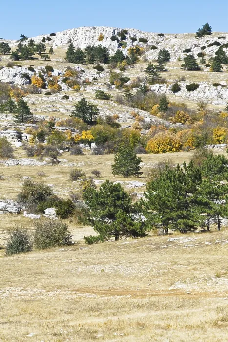 Framed Print : Trees on the Ai Petri mountain plateau in Crimea on sunny autumn days Framed Print : Trees on the Ai Petri mountain plateau in Crimea on sunny autumn days