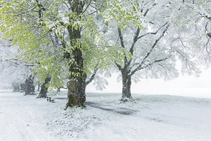 Framed Print : Trees, alley in spring with snowfall Framed Print : Trees, alley in spring with snowfall