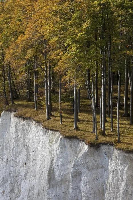 Framed Print : Trees in autumn colours at the edge of the chalk cliff