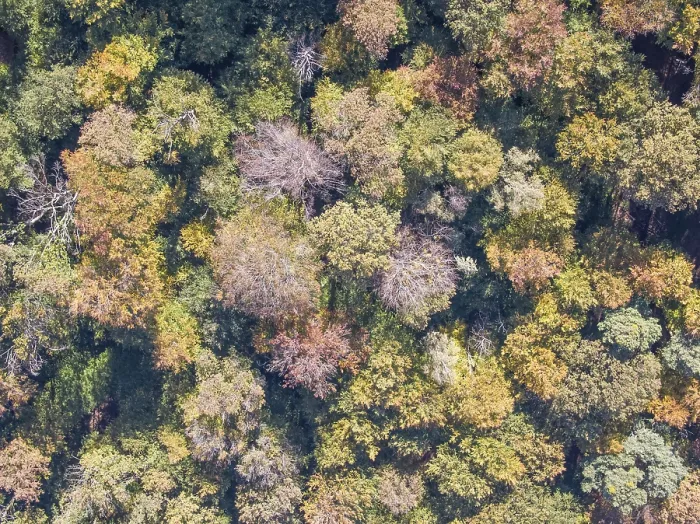 Framed Print : Trees in autumn forest, drone photo Framed Print : Trees in autumn forest, drone photo