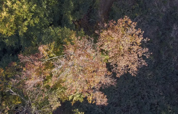 Framed Print : Trees in autumn forest, drone photo