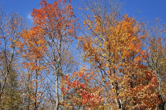 Framed Print : Trees in autumnal forest, Province of Quebec Framed Print : Trees in autumnal forest, Province of Quebec