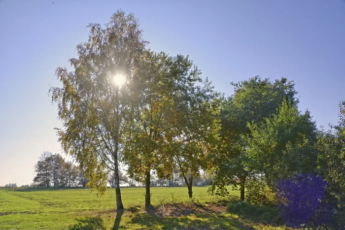 Framed Print : Trees, backlight, tree, meadow