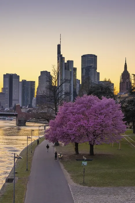 Framed Print : The trees on the banks of the Main in Frankfurt are in full bloom in spring in front of the bank skyline Framed Print : The trees on the banks of the Main in Frankfurt are in full bloom in spring in front of the bank skyline