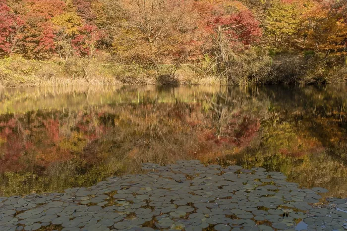 Framed Print : Trees in beautiful fall colors on shoreline of mountain pond with slightly blurred reflections in water Framed Print : Trees in beautiful fall colors on shoreline of mountain pond with slightly blurred reflections in water