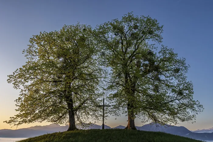 Framed Print : Two trees, chritstliches cross