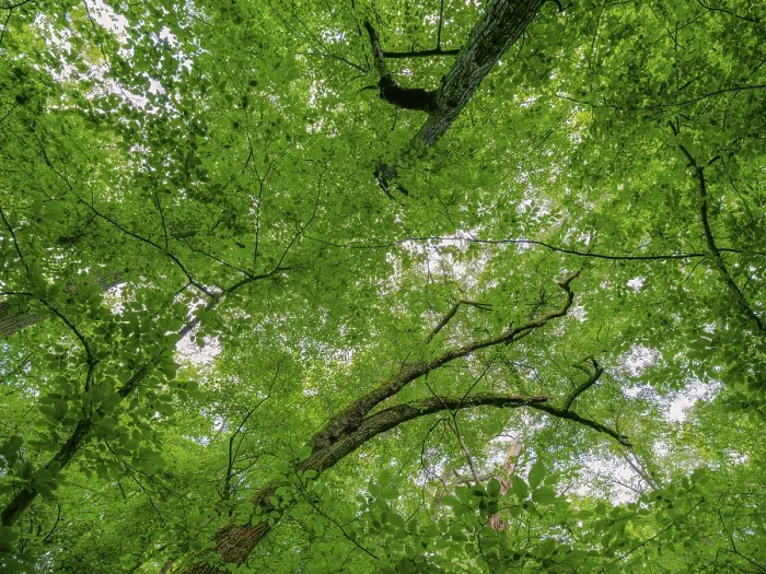 Framed Print : Trees in the Colbitz Linden Forest in the Colbitz-Letzlinger Heide