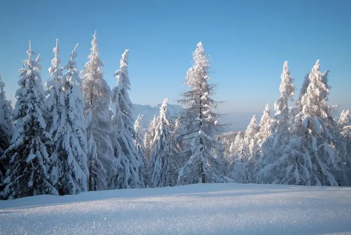 Framed Print : Trees covered in heavy snow, Berchtesgaden