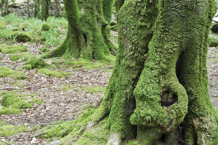Framed Print : Trees covered with moss near the torc waterfall of the Owengarriff River Framed Print : Trees covered with moss near the torc waterfall of the Owengarriff River