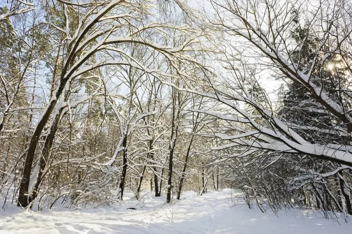 Framed Print : Trees covered with snow in frozen winter forest