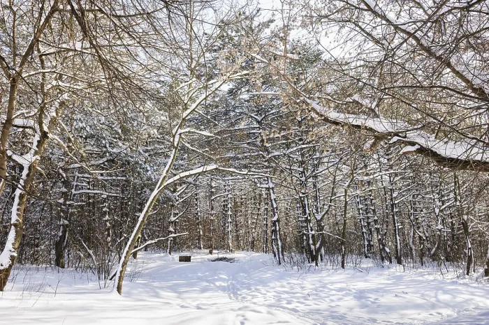 Framed Print : Trees covered with snow in frozen winter forest Framed Print : Trees covered with snow in frozen winter forest
