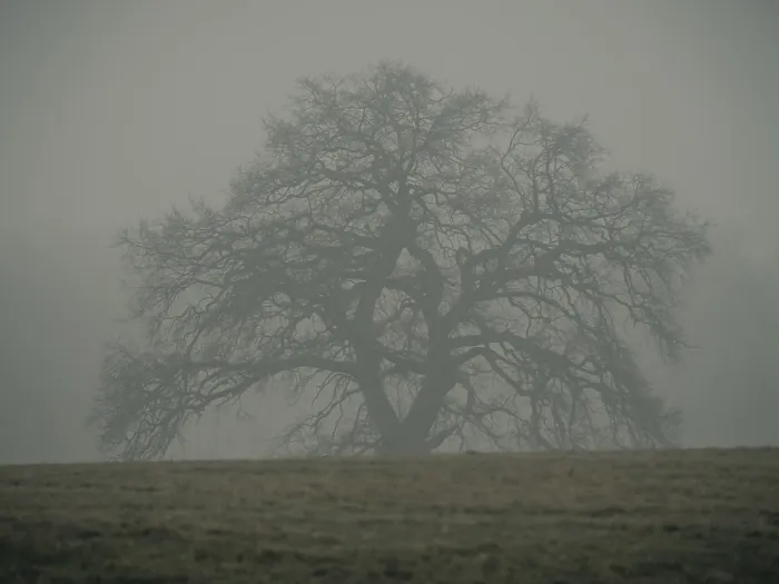 Framed Print : Trees in the early morning fog