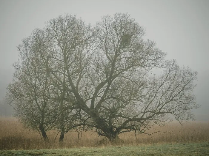 Framed Print : Trees in the early morning fog