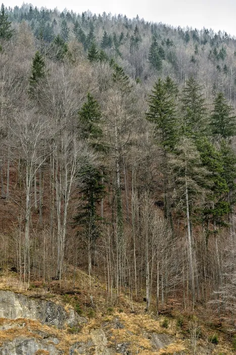 Framed Print : Trees with fallen leaves in mountain forest Framed Print : Trees with fallen leaves in mountain forest