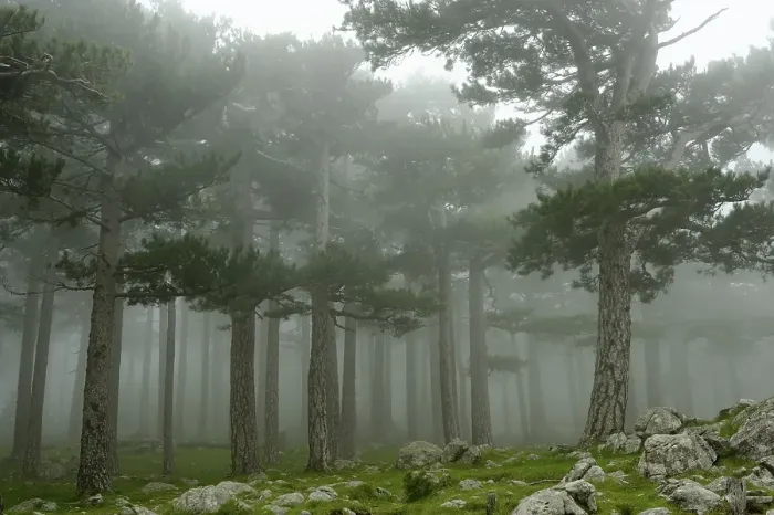 Framed Print : Trees in the fog on the Col del Bavella