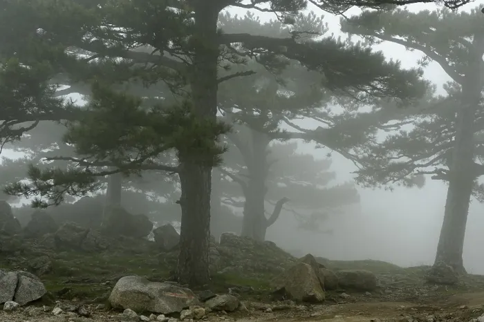 Framed Print : Trees in the fog on the Col del Bavella