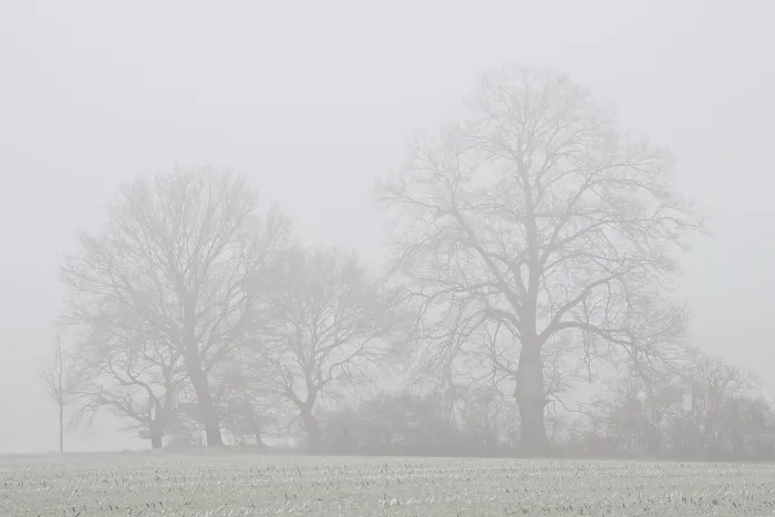 Framed Print : Trees in the fog, Emsland, Lower Saxony, Germany