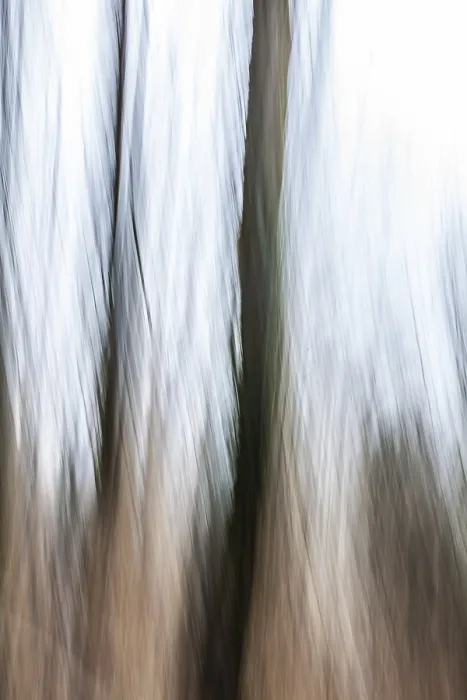 Framed Print : Trees in the forest, blur effect