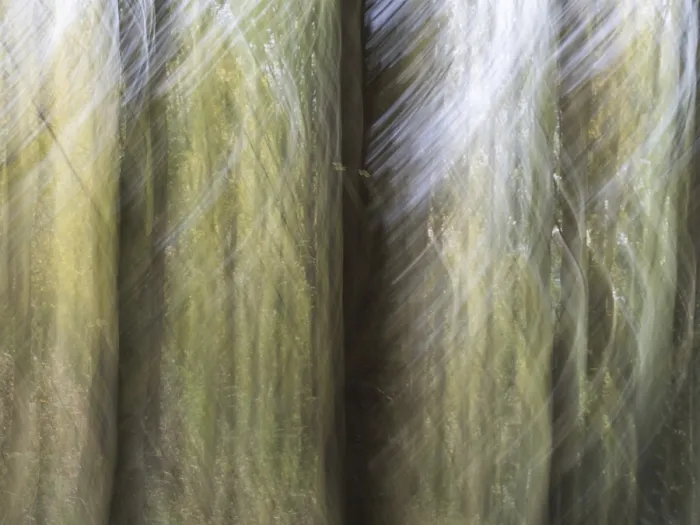 Framed Print : Trees in the forest, blur effect