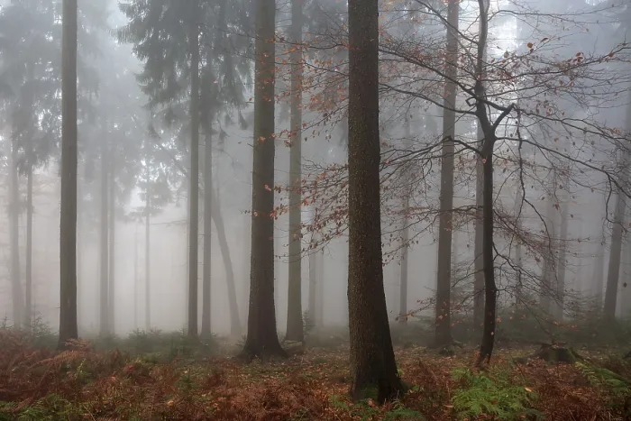 Framed Print : Trees in the forest in the fog Framed Print : Trees in the forest in the fog
