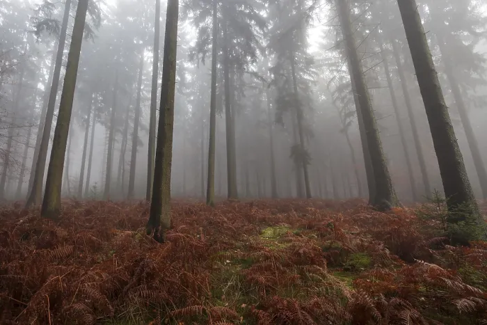 Framed Print : Trees in the forest, in the fog Framed Print : Trees in the forest, in the fog