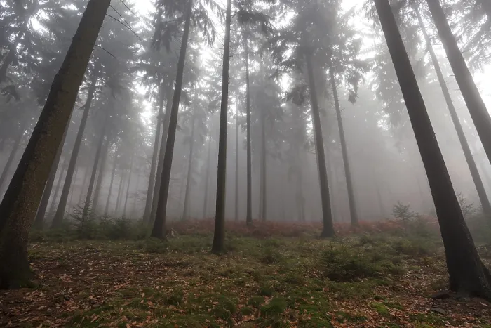 Framed Print : Trees in the forest in the fog Framed Print : Trees in the forest in the fog