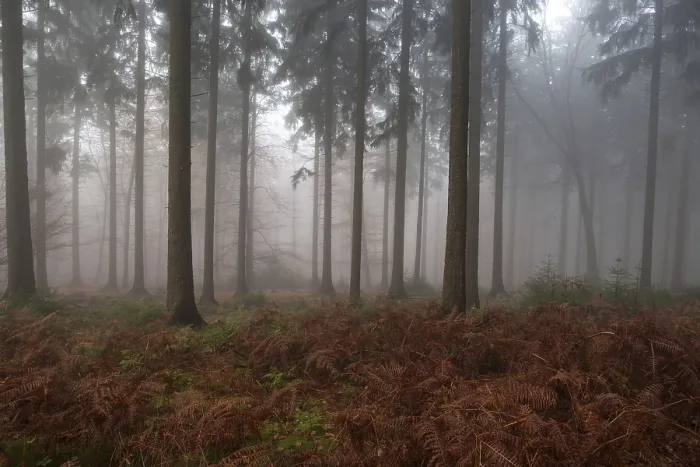Framed Print : Trees in the forest in the fog Framed Print : Trees in the forest in the fog