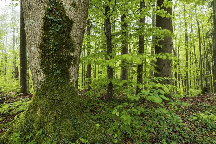 Framed Print : Trees, forest, light green leaves Framed Print : Trees, forest, light green leaves