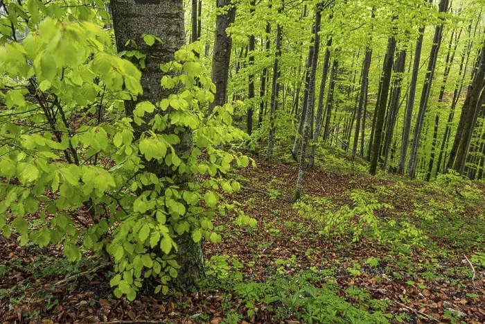 Framed Print : Trees, forest, light green leaves Framed Print : Trees, forest, light green leaves