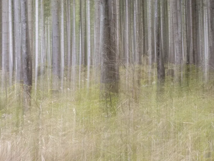 Framed Print : Trees in the forest, pull-along effect