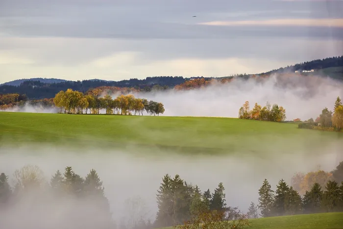 Framed Print : Trees and forests in the early morning mist