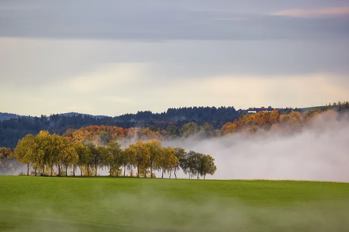 Framed Print : Trees and forests in the early morning mist