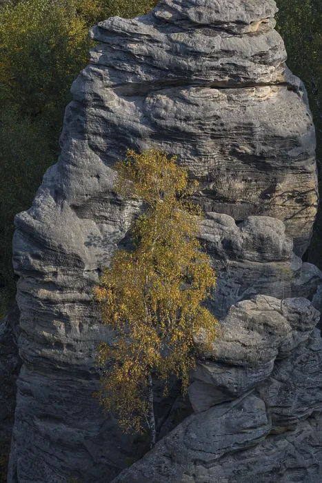 Framed Print : Trees growing on rocks. Fall foliage in the bohemian paradise