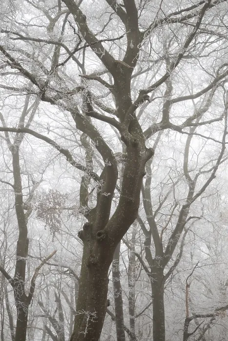 Framed Print : Trees with hoarfrost in a foggy forest create a calm and mysterious atmosphere