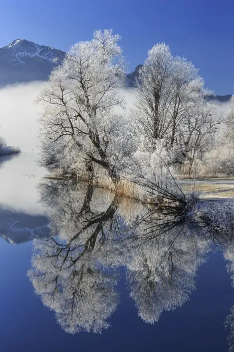 Framed Print : Trees with hoarfrost reflected in river in front of mountains