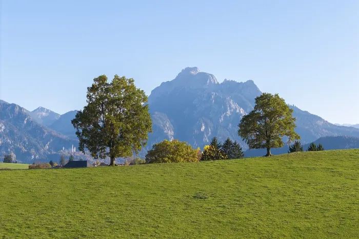 Framed Print : Three trees in a meadow with a mountain in the background under a clear sky Framed Print : Three trees in a meadow with a mountain in the background under a clear sky