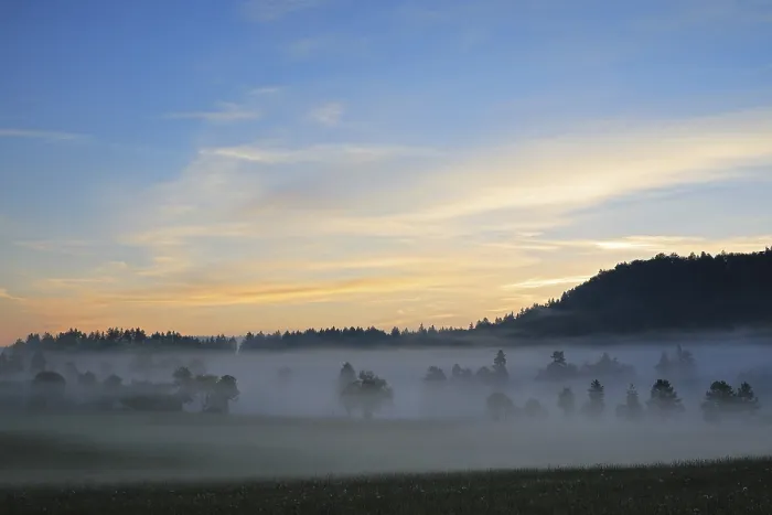 Framed Print : Trees in the mist, sunset, forest Framed Print : Trees in the mist, sunset, forest