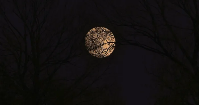 Framed Print : Trees and Full Moon Framed Print : Trees and Full Moon