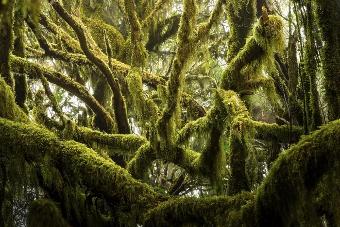 Framed Print : Trees with moss and lichen in the cloud forest of Garajonay National Park
