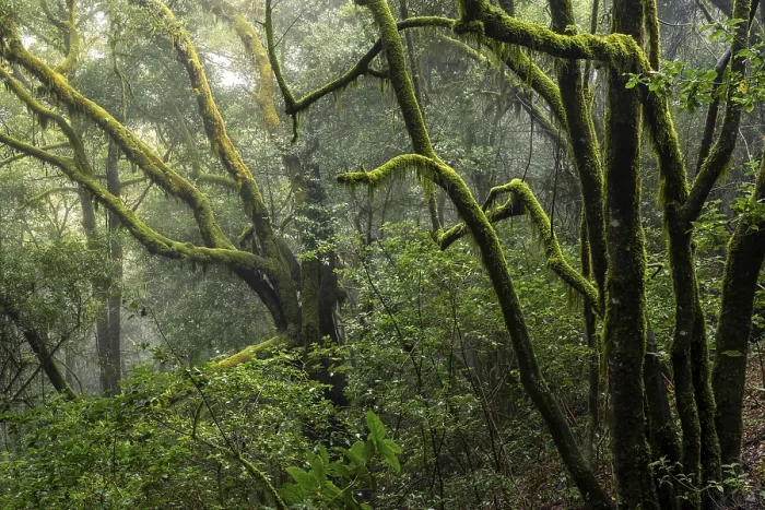 Framed Print : Trees with mosses and lichens. Light mist and sun