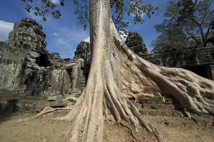 Framed Print : Trees overgrowing the temple complex of Banteay Kdei Framed Print : Trees overgrowing the temple complex of Banteay Kdei