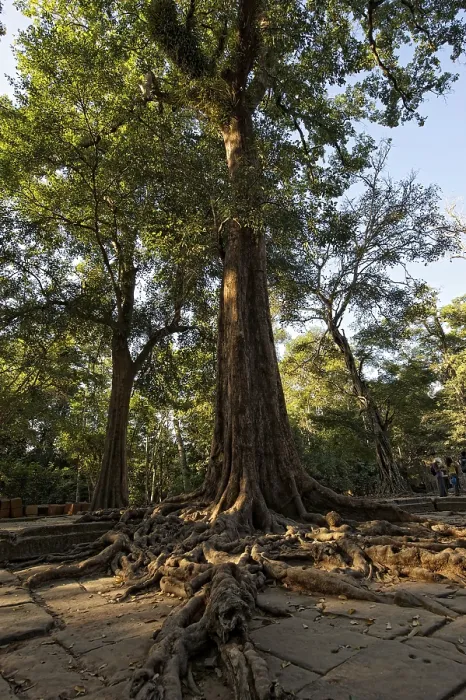 Framed Print : Trees overgrowing the temple complex of Ta Prohm