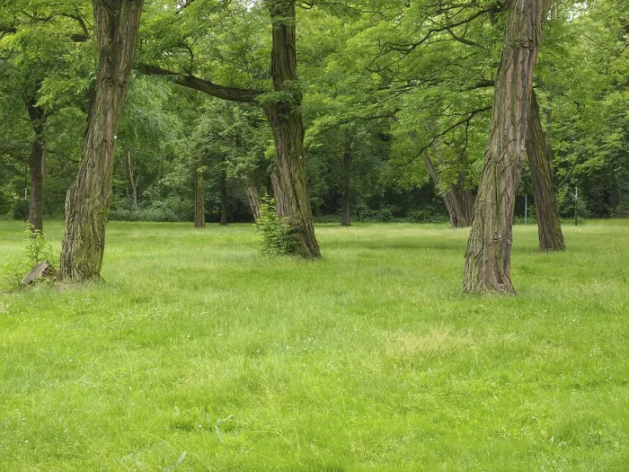 Framed Print : Trees in a park Framed Print : Trees in a park