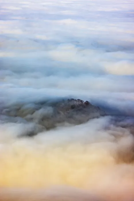 Framed Print : Trees rising out of a sea of fog Framed Print : Trees rising out of a sea of fog