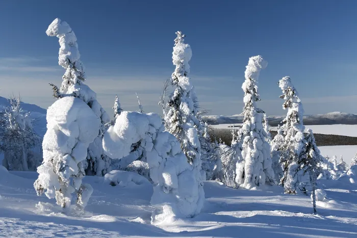 Framed Print : Trees in the snow mountains in the background